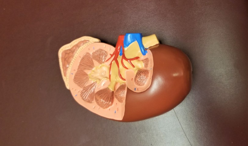 Featured image for “Tese Mestrado: Alexitimia e Sintomas Psicopatológicos em Pacientes com Insuficiência Renal Crônica”